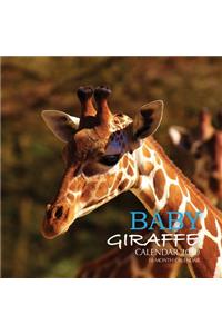 Baby Giraffe Calendar 2020