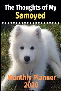 The Thoughts of My Samoyed