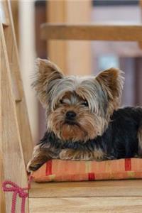 Yorkshire Terrier in Her Favorite Chair Journal