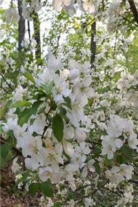 Springtime 2019 Weekly Planner Open White Flowers 134 Pages