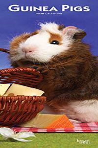 Guinea Pigs 2020 Slim Calendar