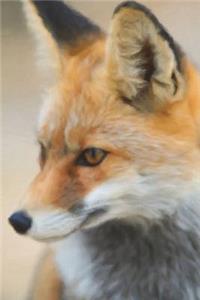 Fox's Glance - Lined Notebook with Margins