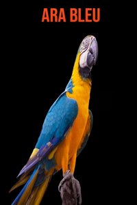 Ara Bleu