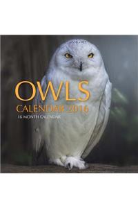 Owls Calendar 2016: 16 Month Calendar