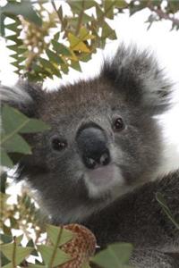 Peek a Boo I See You Koala Journal