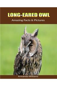 Long-Eared Owl: Amazing Facts & Pictures