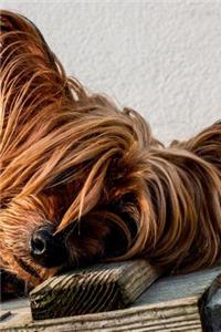 Yorkshire Terrier Dog Napping on a Bench Journal