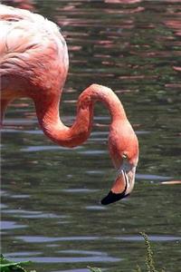 Flamingo Notebook