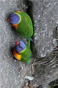 Wild Pair of Rainbow Lorikeet Parrots Journal