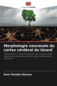 Morphologie neuronale du cortex cérébral du lézard