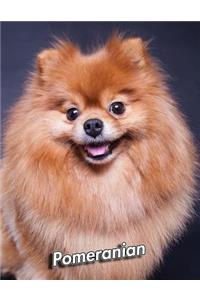 Pomeranian