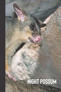 night possum