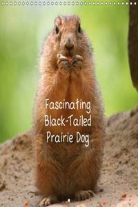 Fascinating Black-Tailed Prairie Dog 2016