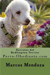 Secretos del Bedlington Terrier