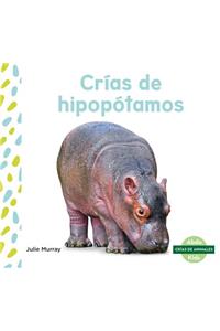 Crias de Hipopotamos (Hippo Calves)