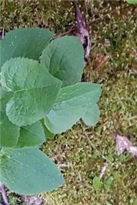 Journal New Spring Growth Green Leaves