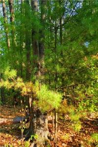 Journal Springtime Forest Path