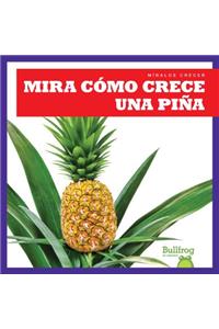 Mira Cómo Crece Una Piña (Watch a Pineapple Grow)