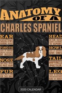 Anatomy Of A Charles Spaniel