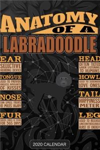Anatomy Of A Labradoodle