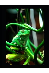 Burping Toothy Frog