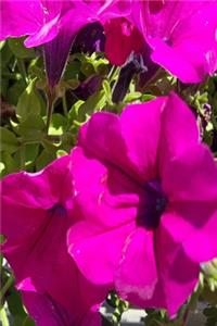 2020 Weekly Planner Pretty Purple Geraniums 134 Pages