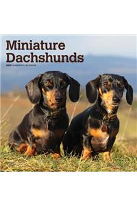 Dachshunds, Miniature 2020 2020 Square Wall Calendar