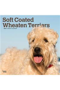 Wheaten Terriers, Soft Coated 2020 Square