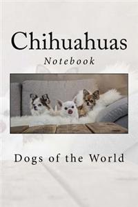 Chihuahuas