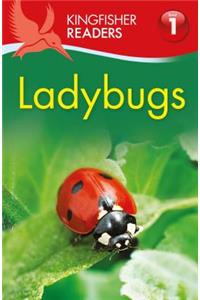 Ladybugs