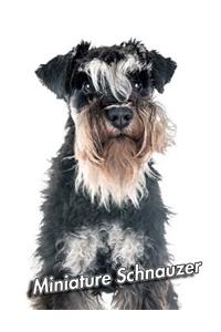 Miniature Schnauzer