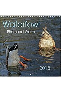 Waterfowl Birds and Water 2018