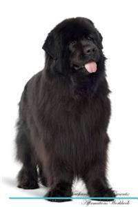Newfoundland Dog Affirmations Workbook Newfoundland Dog Presents: Positive and Loving Affirmations Workbook. Includes: Mentoring Questions, Guidance, Supporting You.