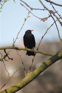Male Blackbird perched on a Tree Branch Journal