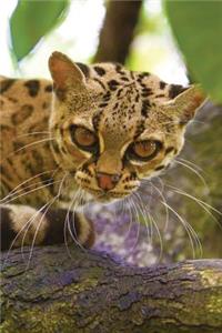 Ocelot Journal