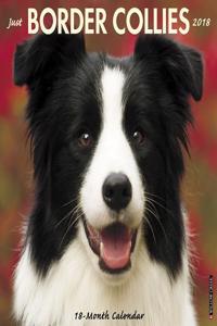 Just Border Collies 2018 Wall Calendar (Dog Breed Calendar)