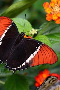 Solitary Siproeta Epaphus Rusty Tipped Page Butterfly Journal
