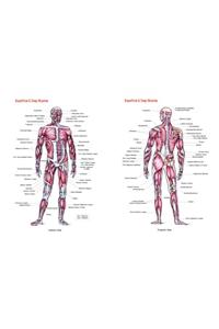 Superficial And Deep Muscles Chart