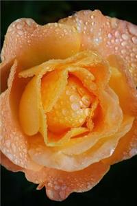 Wet Orange Rose Journal