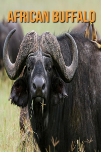 African Buffalo