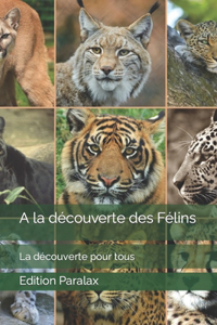 A la découverte des Félins