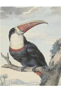 Red-Billed Toucan, Aert Schouman. Blank Journal