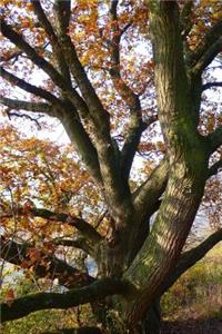 Autumn Leaves on an Oak Tree Journal