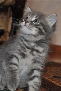 Cute Kitten Journal