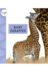 Baby Giraffes