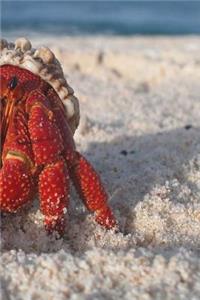 Hermit Crab Notebook