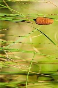 Single Cattail in the Marsh Journal