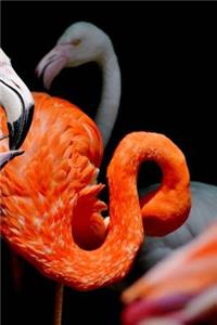 Notebook Pink Flamingos Baby Feeding