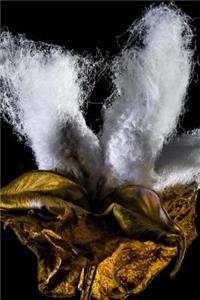 Exploding Cotton Journal