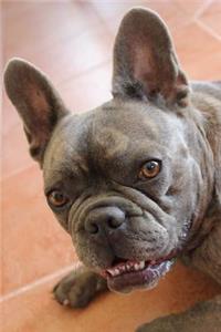 Did You Say Treats? French Bulldog Journal